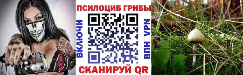 купить наркотики цена  Богданович  Галлюциногенные грибы Psilocybine cubensis 