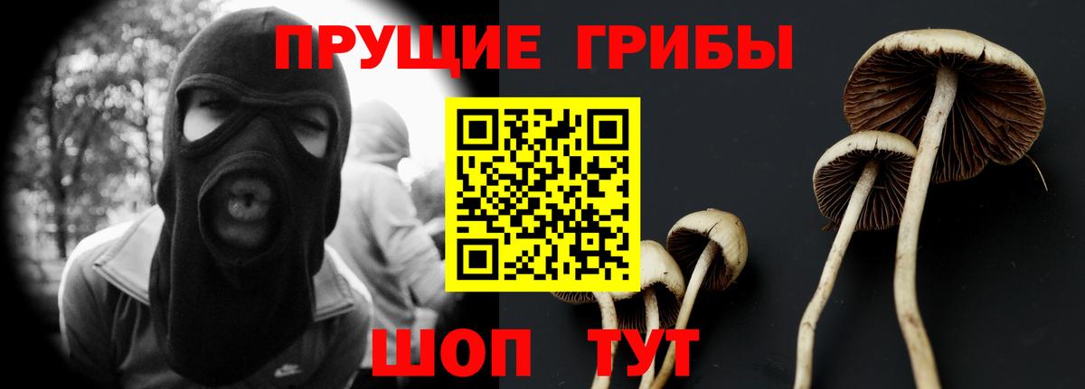 Псилоцибиновые грибы Psilocybe Богданович